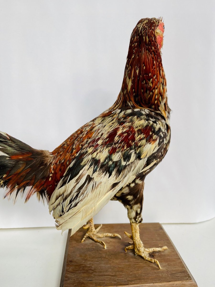 Taxidermie D’un Coq -photo-4